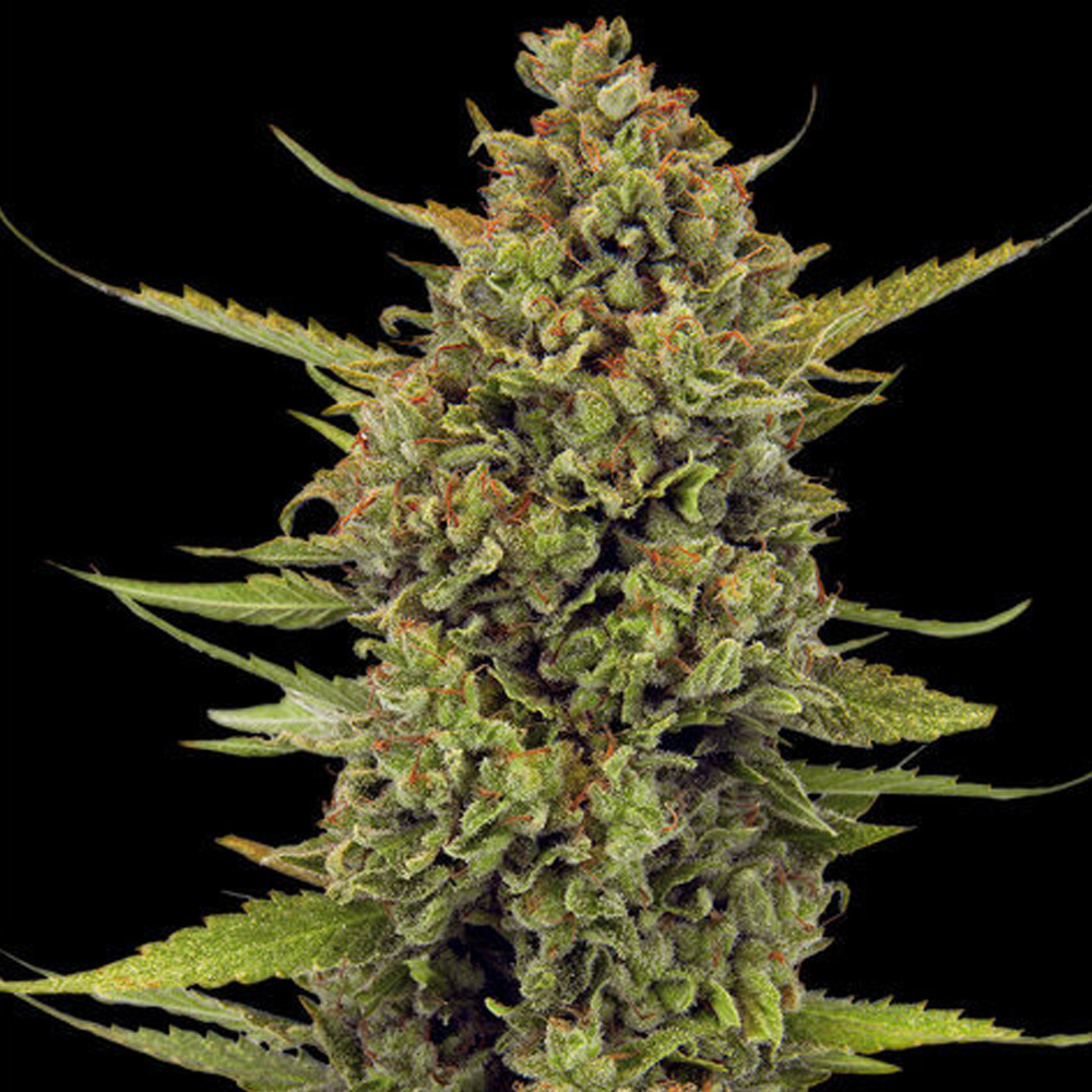 Acapulco Gold 10 u. reg. Barney's