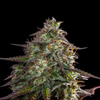 13908