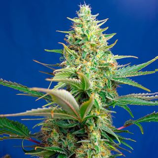 9098