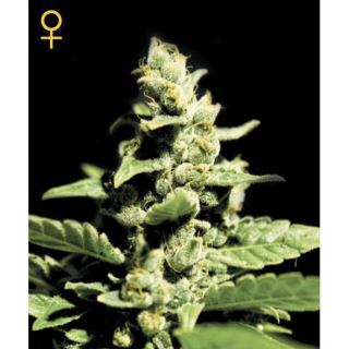 AG3F