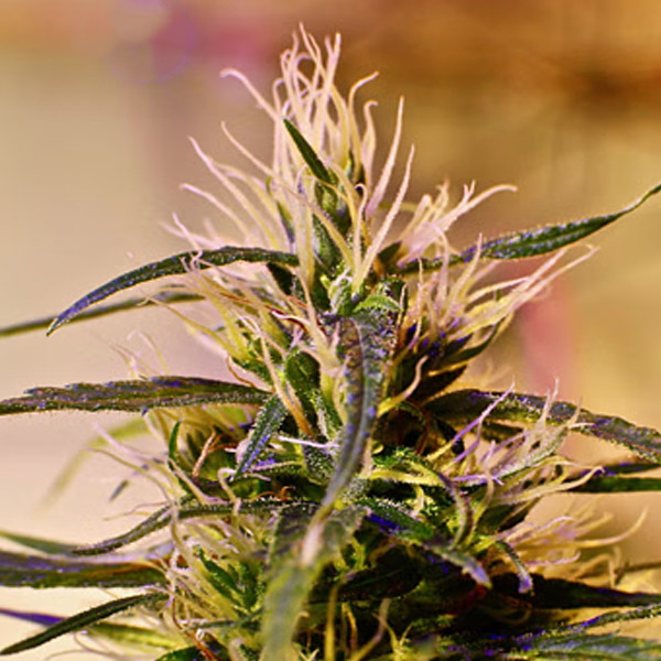 Beldia  5 u. REG French Touch Seeds