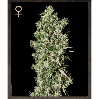 BTH5