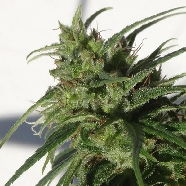Ethiopia   5 u. Regular Ace Seeds