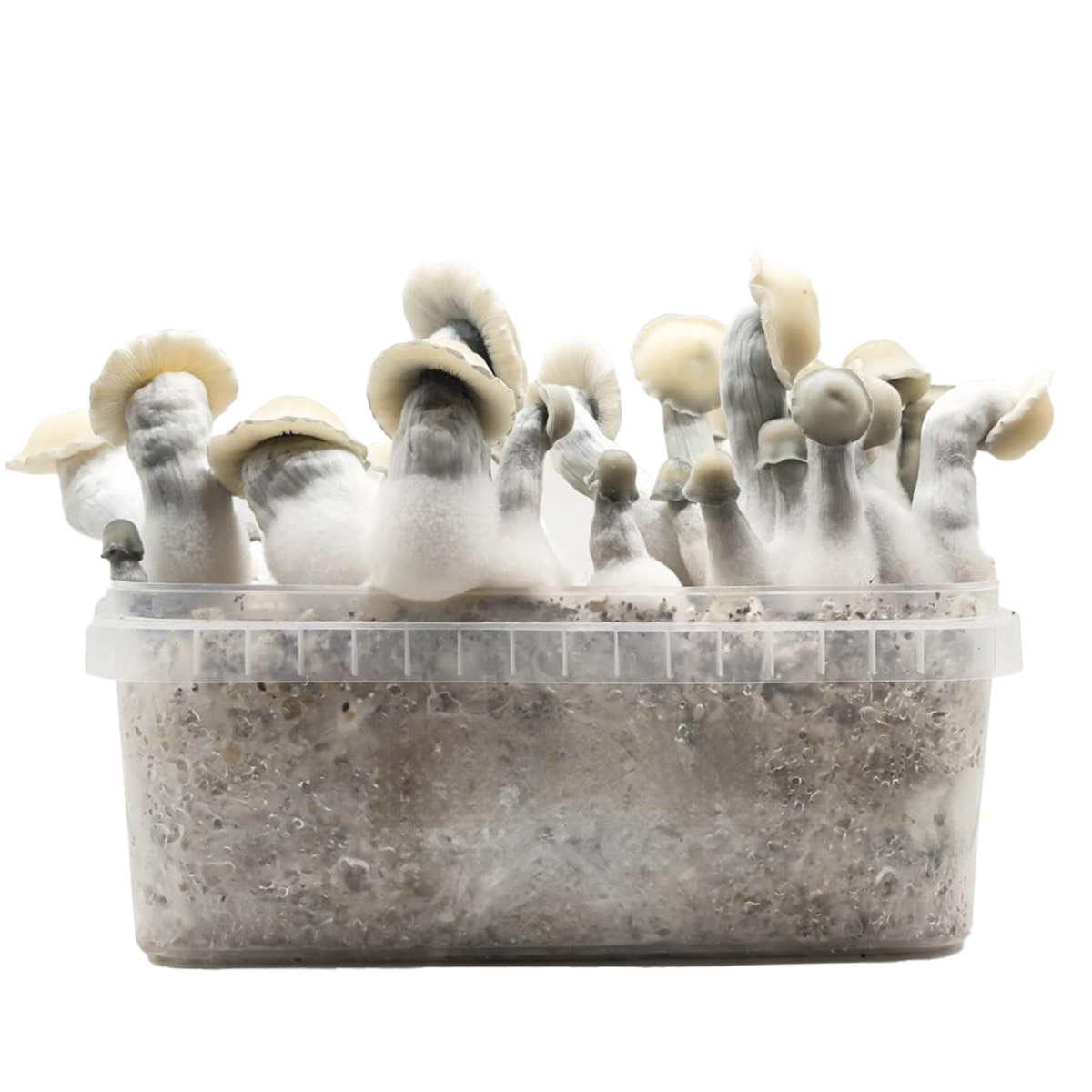 Grow Kit Albino Bluey Vuitton Hybrid