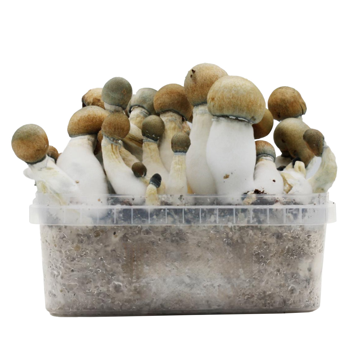 Grow Kit Melmac Thrasher Hybrid