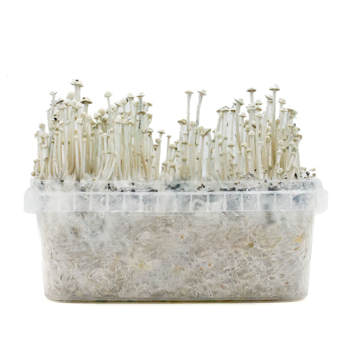 Grow Kit Panaeolus Cyanescens