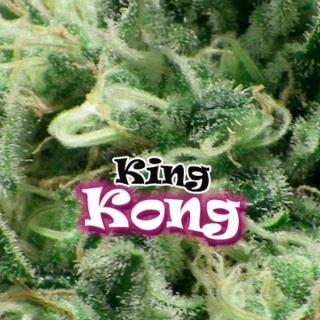 KK8U
