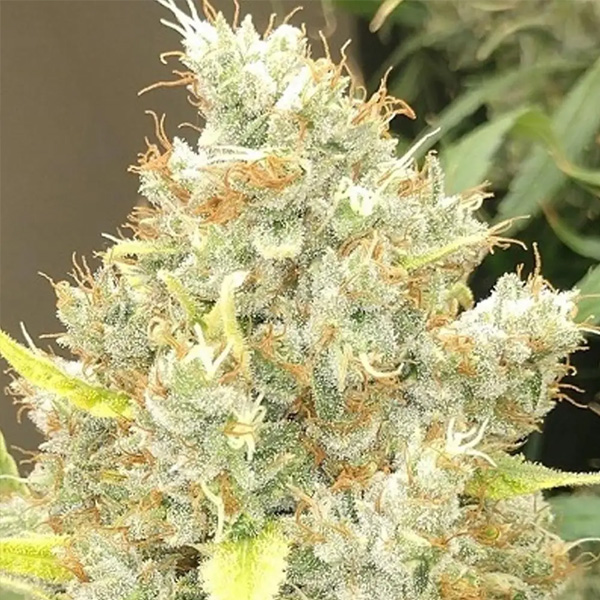 Malawi x Panama   5 u. Regular Ace Seeds