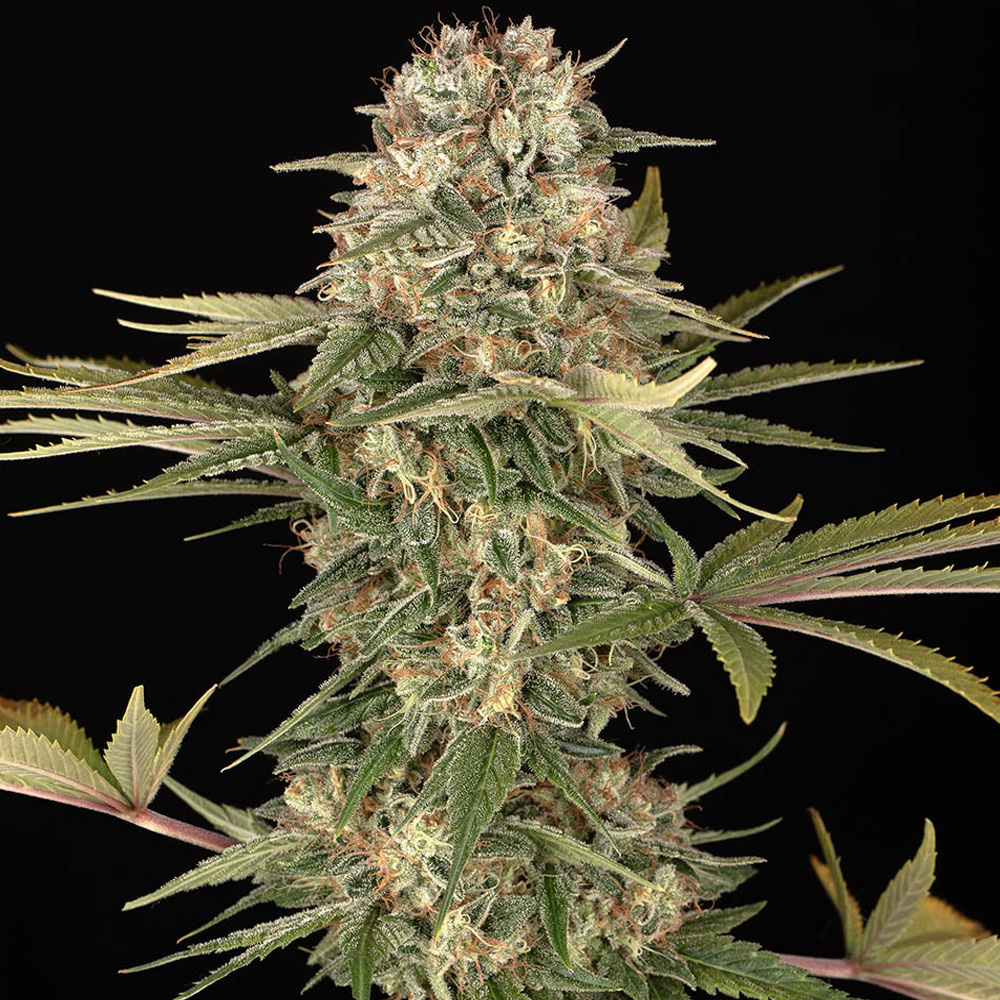 Master Kush 10 u. reg. Barney's