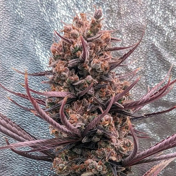 Panama Haze   5 u. Regular Ace Seeds