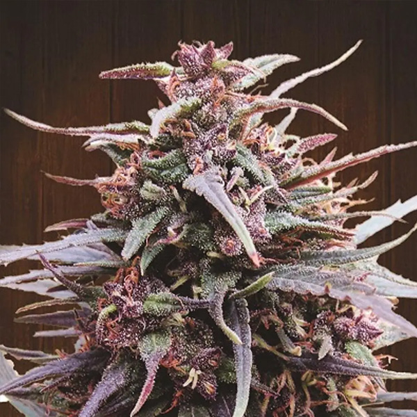 Purple Haze x Malawi   5 u. Regular Ace Seeds