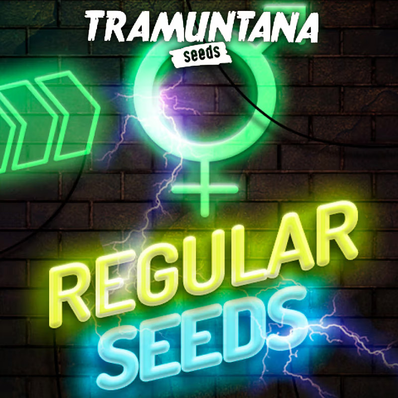 RS 11 x Zkittlez 15 u. Regular Tramuntana Seeds