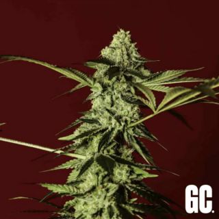 26368