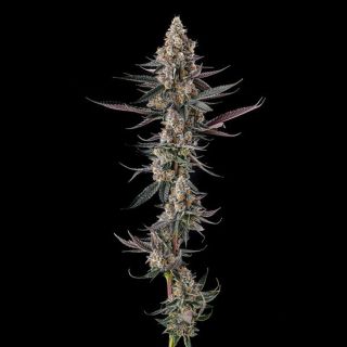 27215