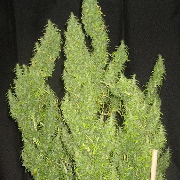 Thai   5 u. Regular Ace Seeds