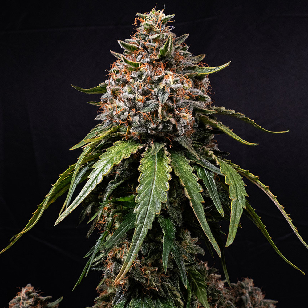 White Widow 10 u. reg. Barney's